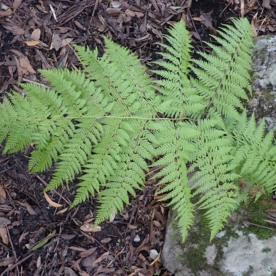 Calochlaena dubia (Rainbow Fern) at Twelve Mile Peg, NSW - 9 Feb 2024 by plants