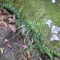 Asplenium flabellifolium (Necklace Fern) at Twelve Mile Peg, NSW - 8 Feb 2024 by plants