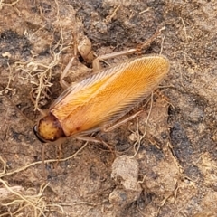 Johnrehnia contraria (Cockroach) at Whitlam, ACT - 10 Feb 2024 by trevorpreston