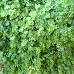 Hymenophyllum cupressiforme (Common Filmy Fern) at Twelve Mile Peg, NSW - 9 Feb 2024 by plants