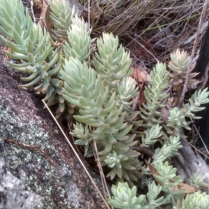 Sedum rupestre at Cooma North Ridge Reserve - 10 Feb 2024