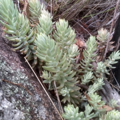 Sedum rupestre (Rocky Stonecrop or Deflexed Stonecrop) at Cooma North Ridge Reserve - 10 Feb 2024 by mahargiani