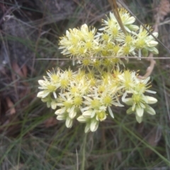 Sedum rupestre at Cooma North Ridge Reserve - 10 Feb 2024