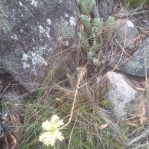 Sedum rupestre at Cooma North Ridge Reserve - 10 Feb 2024