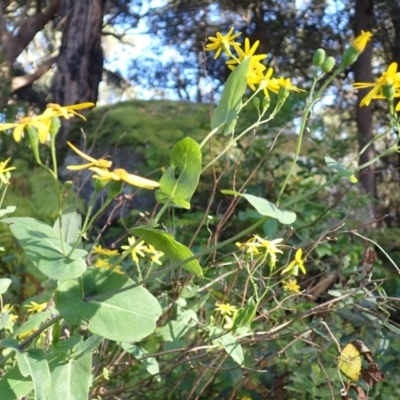 Senecio velleioides (Forest Groundsel) at Morton National Park - 8 Feb 2024 by plants