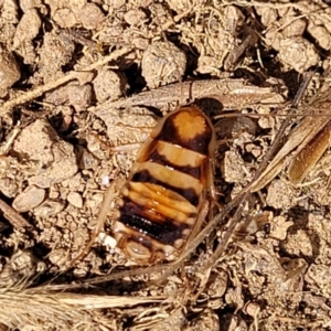 Robshelfordia sp. (genus) at Whitlam, ACT - 10 Feb 2024