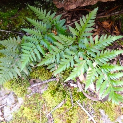 Davallia solida var. pyxidata (Hare's Foot Fern) at Twelve Mile Peg, NSW - 9 Feb 2024 by plants