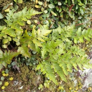 Davallia solida var. pyxidata at Morton National Park - 9 Feb 2024