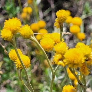 Chrysocephalum apiculatum at Whitlam, ACT - 10 Feb 2024