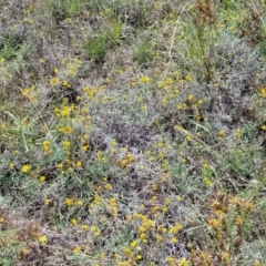 Chrysocephalum apiculatum at Whitlam, ACT - 10 Feb 2024