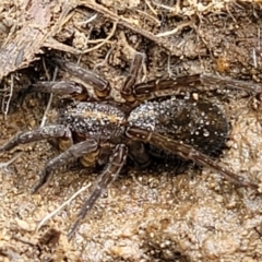 Unidentified Water spider (Pisauridae) at Whitlam, ACT - 10 Feb 2024 by trevorpreston