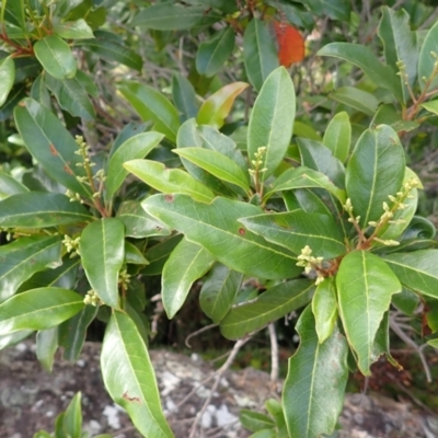 Quintinia sieberi (Possumwood) at Morton National Park - 8 Feb 2024 by plants