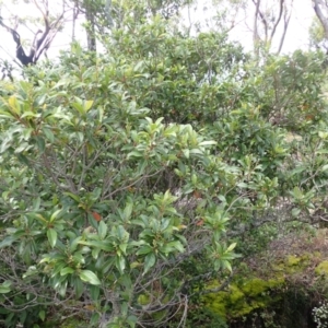 Quintinia sieberi at Morton National Park - 9 Feb 2024