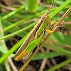 Bermius brachycerus (A grasshopper) at Whitlam, ACT - 10 Feb 2024 by trevorpreston