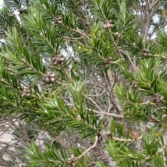 Melaleuca capitata (Sandstone Honey-Myrtle) at Twelve Mile Peg, NSW - 8 Feb 2024 by plants