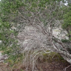 Melaleuca capitata at Morton National Park - 9 Feb 2024