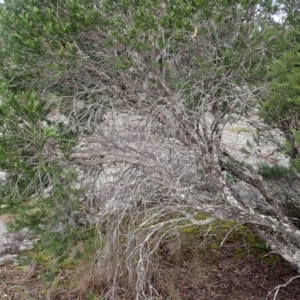 Melaleuca capitata at Morton National Park - 9 Feb 2024 08:56 AM