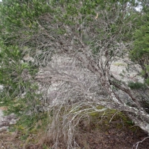 Melaleuca capitata at Morton National Park - 9 Feb 2024