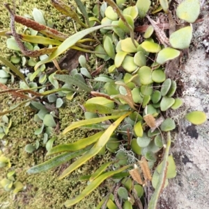 Pyrrosia rupestris at Morton National Park - 9 Feb 2024