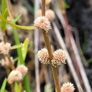 Alternanthera denticulata at Whitlam, ACT - 10 Feb 2024