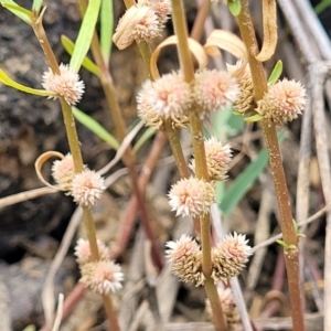 Alternanthera denticulata at Whitlam, ACT - 10 Feb 2024