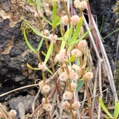 Alternanthera denticulata at Whitlam, ACT - 10 Feb 2024