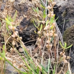 Alternanthera denticulata at Whitlam, ACT - 10 Feb 2024 12:38 PM