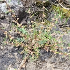 Alternanthera denticulata at Whitlam, ACT - 10 Feb 2024