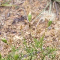 Vittadinia muelleri (Narrow-leafed New Holland Daisy) at Whitlam, ACT - 10 Feb 2024 by trevorpreston