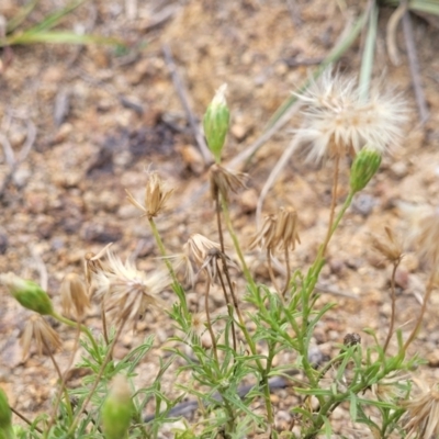 Vittadinia muelleri (Narrow-leafed New Holland Daisy) at Whitlam, ACT - 10 Feb 2024 by trevorpreston