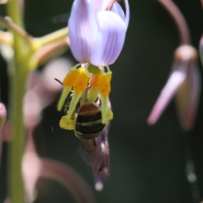 Lipotriches (Austronomia) phanerura (Halictid Bee) at Lyons, ACT - 17 Nov 2020 by ran452