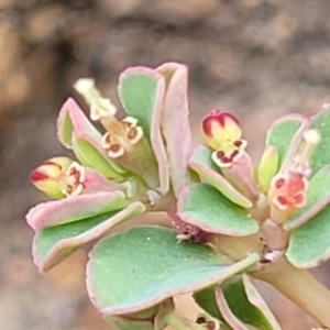 Euphorbia dallachyana at Whitlam, ACT - 10 Feb 2024 12:35 PM