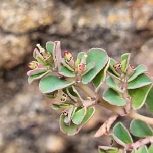 Euphorbia dallachyana at Whitlam, ACT - 10 Feb 2024