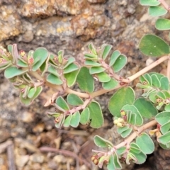 Euphorbia dallachyana at Whitlam, ACT - 10 Feb 2024 12:35 PM