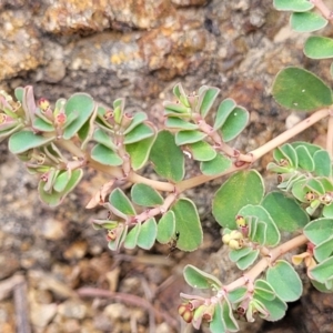 Euphorbia dallachyana at Whitlam, ACT - 10 Feb 2024