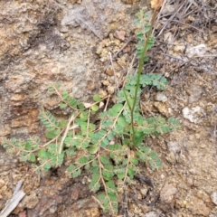 Euphorbia dallachyana at Whitlam, ACT - 10 Feb 2024 12:35 PM