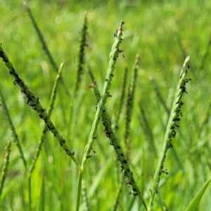 Paspalum distichum at Whitlam, ACT - 10 Feb 2024 12:24 PM