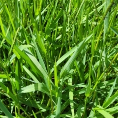 Paspalum distichum at Whitlam, ACT - 10 Feb 2024 12:24 PM