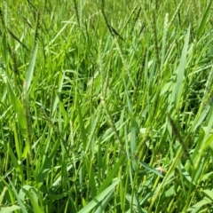 Paspalum distichum at Whitlam, ACT - 10 Feb 2024 12:24 PM