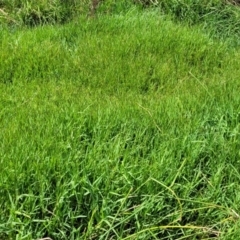 Paspalum distichum at Whitlam, ACT - 10 Feb 2024 12:24 PM