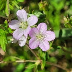 Geranium sp. Pleated sepals (D.E.Albrecht 4707) Vic. Herbarium (Naked Crane's-bill) at Whitlam, ACT - 10 Feb 2024 by trevorpreston