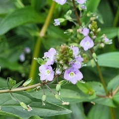 Veronica anagallis-aquatica (Blue Water Speedwell) at Molonglo River Reserve - 10 Feb 2024 by trevorpreston