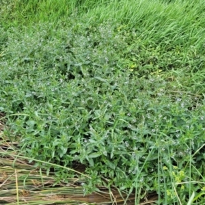 Veronica anagallis-aquatica at Molonglo River Reserve - 10 Feb 2024