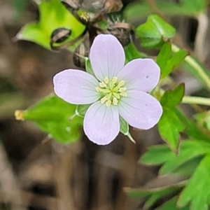 Geranium sp. Pleated sepals (D.E.Albrecht 4707) Vic. Herbarium at Molonglo River Reserve - 10 Feb 2024