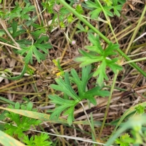 Geranium sp. Pleated sepals (D.E.Albrecht 4707) Vic. Herbarium at Molonglo River Reserve - 10 Feb 2024