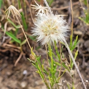 Vittadinia muelleri at Molonglo River Reserve - 10 Feb 2024