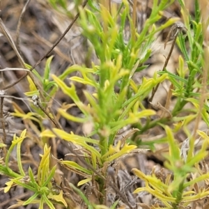 Vittadinia muelleri at Molonglo River Reserve - 10 Feb 2024