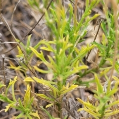 Vittadinia muelleri at Molonglo River Reserve - 10 Feb 2024