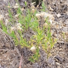 Vittadinia muelleri at Molonglo River Reserve - 10 Feb 2024