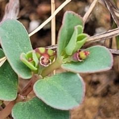 Euphorbia dallachyana (Mat Spurge, Caustic Weed) at Molonglo River Reserve - 10 Feb 2024 by trevorpreston